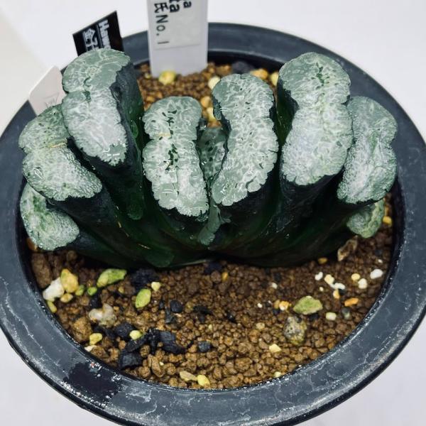 多肉植物：ハオルチア 玉扇 金子氏No.1*幅8.5cm 現品！一品
