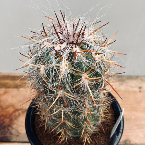 FNつき　オレオケレウス　6種類2株ずつ　12苗セット FNつき オレオケレウス 6種類2株ずつ 12苗セット