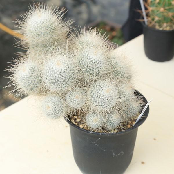 白光丸サボテン　Coronaバケツ付き サボテン：マミラリア ゲミニスピナ 白神丸*20cm 現品 一品限り