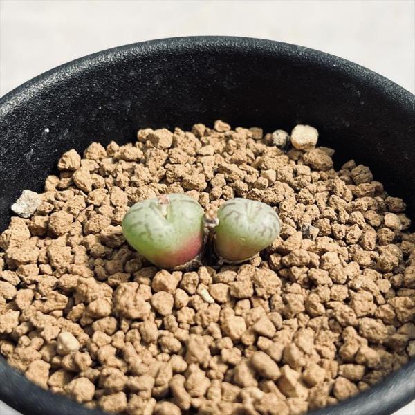多肉植物：コノフィツム スキツルム 清姫*幅1cm : 遊恵盆栽 Yahoo!店