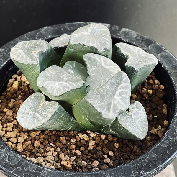 ハオルチア 万象 竜文 緑焔🌵 どんどん良くなるよ！( ºﾛº) ・ #haworthia #ハオルチア