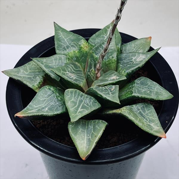 【激安】コンプト バディア 巨大株セット　極上品　高級　ハオルチア　バラ売り可 肉植物：ハオルチア コンプトニアーナ hyb.*幅11.5cm 現品！一品限り