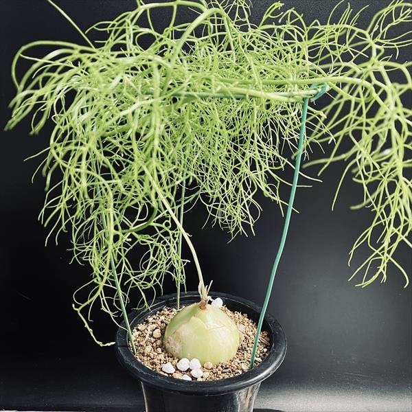 【植物引退】大蒼角殿 翡翠色の球根植物 蒼角殿の育て方と増やし方 – ゆるぷ
