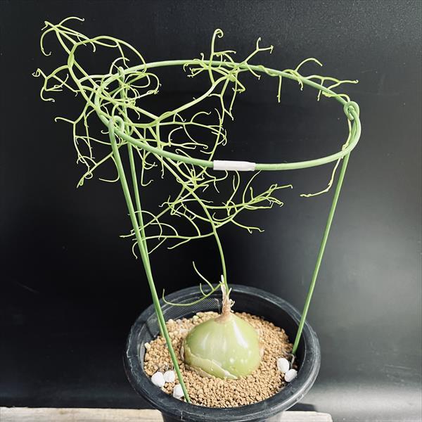 【植物引退】大蒼角殿 植物引退】大蒼角殿