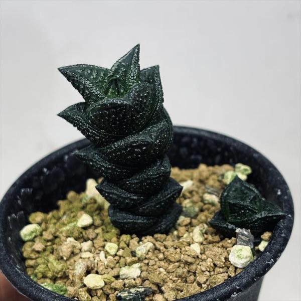 y-bonsai_s13043v