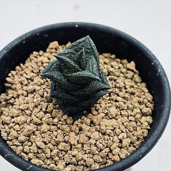 ☆特価☆多肉植物：ハオルチア ニグラno.1 特丸葉ダルマタイプ*幅3cm