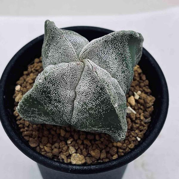 サボテン：四角鸞鳳玉（しかくらんぽうぎょく）実生*S 幅6cm