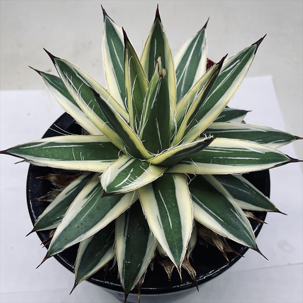 多肉植物:アガベ ピンキー*幅17cm 現品!一品限り : 遊恵盆栽 多肉植物:アガベ ピンキー*幅17cm 現品!一品限り : 遊恵盆栽