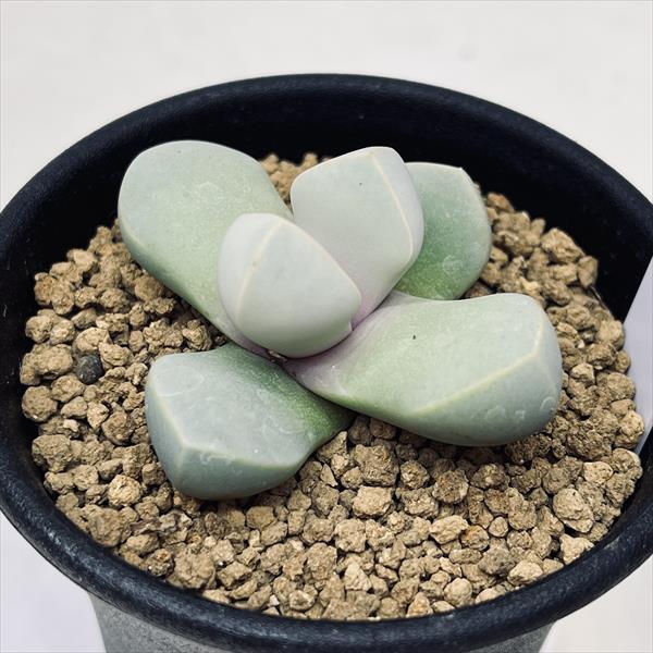 多肉植物：メセン ラピダリア 魔玉*幅4.5cm : 遊恵盆栽 Yahoo!店