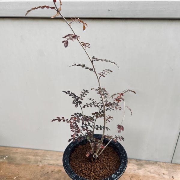 コーデックス：オペルクリカリア デカリー 根挿し*全幅13cm 現品