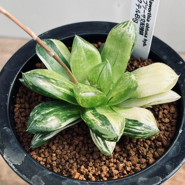 多肉植物：ハオルチア オブツーサ交配種錦 カクテルBig*幅8.5