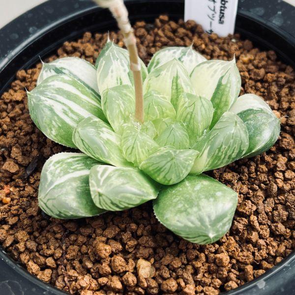 多肉植物:ハオルチア 特大グリーンオブツーサ マックス錦*幅 多肉植物:ハオルチア 特大グリーンオブツーサ マックス錦*幅