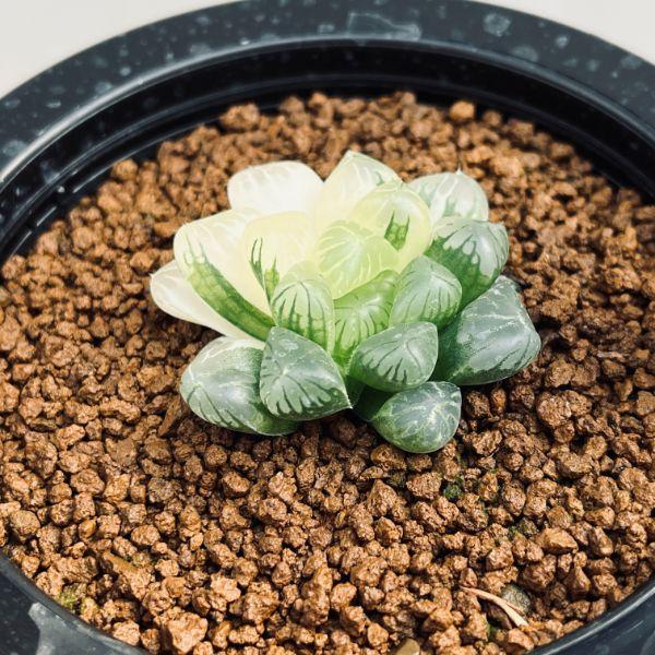 多肉植物：ハオルチア 美窓ブルーオブツーサ 海ぶどう*幅4.5cm