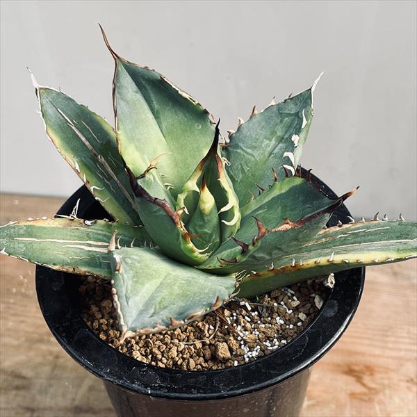 多肉植物：アガベ チタノタ錦 黄覆輪*幅14cm 現品！一品限り