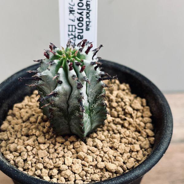 多肉植物：ユーフォルビア 白衣ポリゴナ*幅3cm : 遊恵盆栽 Yahoo!店