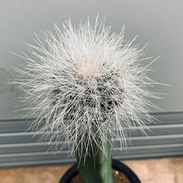 レアサボテンコレクション・コピアポア属・雷血丸inわけけのお店 レアサボテンコレクション・コピアポア属・雷血丸inわけけのお店 レア