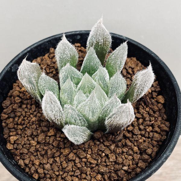 多肉植物：ハオルチア ベヌスタ*L 幅6cm : 遊恵盆栽 Yahoo!店