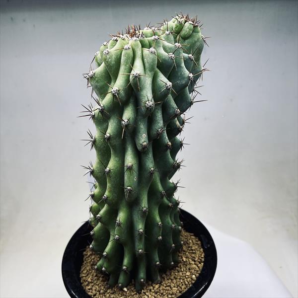 サボテン：セレウス 岩石獅子*幅9cm 現品！一品限り : 遊恵盆栽