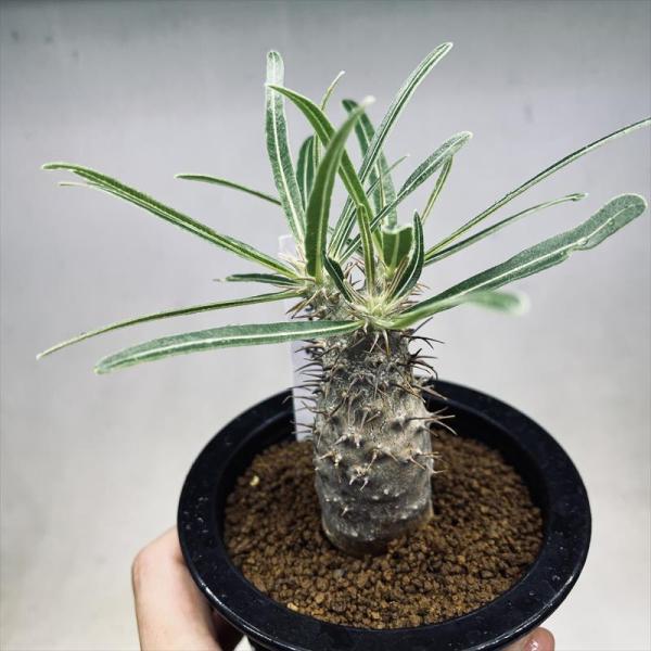 コーデックス：パキポディウム グラキリス 実生*塊根幅3cm 現品