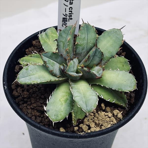 多肉植物：アガベ チタノタ綴化*幅8cm 現品！一品限り : 遊恵盆栽 