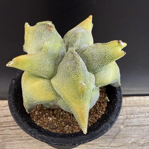 サボテン：鸞鳳玉（らんぽうぎょく）モンスト*幅9cm ☆赤松