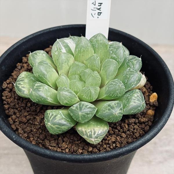 y-bonsai_s13217v