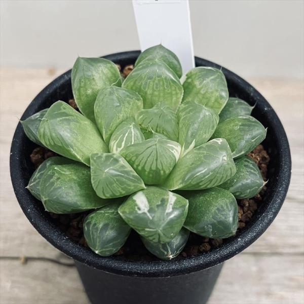 多肉植物：ハオルチア オブツーサ交配種 マリン*幅6.5cm 現品！一品