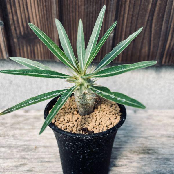 コーデックス：パキポディウム カクチペスhyb.*塊根幅2cm