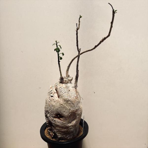 y-bonsai_s13263v