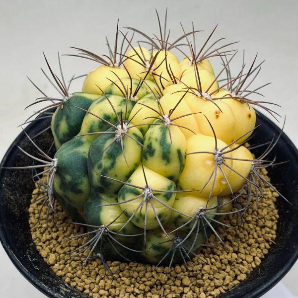 サボテン：ギムノカリキウム 新天地錦*幅9cm 現品！一品限り ※傷あり