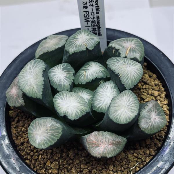 多肉植物：ハオルチア 福屋氏万象 オーロラ実生特選 FSM-1-83*幅8cm