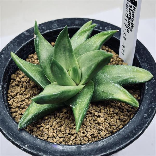 期間限定出品】ハオルチア スウェイ H. 'Sway' 多肉植物 期間限定出品