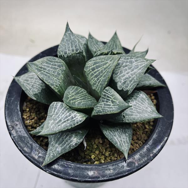 多肉植物：ハオルチア CPレンズコンプト×裏般若*幅12cm 現品