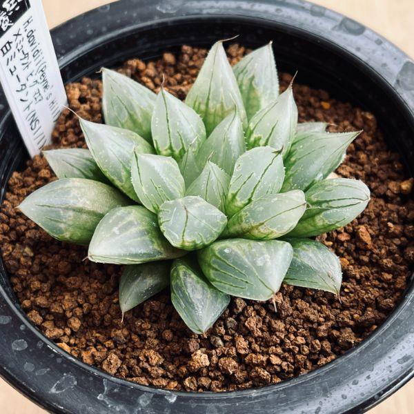 多肉植物：ハオルチア 白ミュータント（NS1/1）*幅7cm 現品！一品