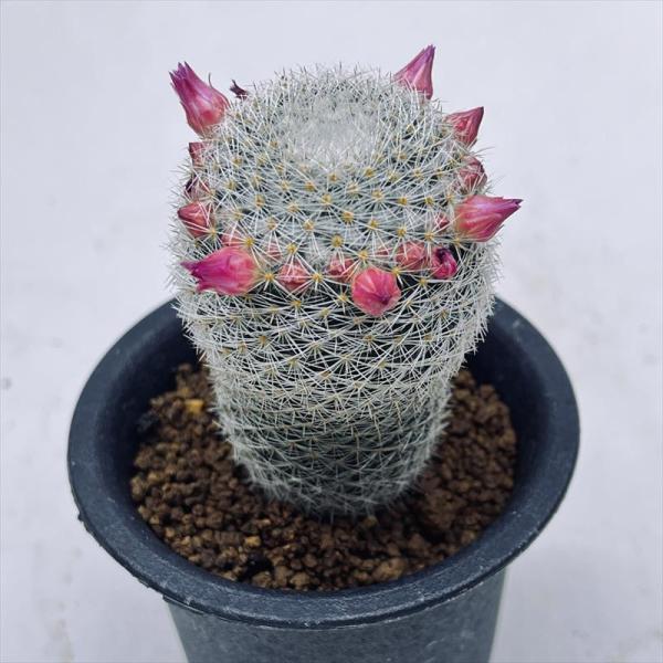 サボテン：マミラリア 白玉殿*M 幅4.5cm ☆赤松実生 : 遊恵盆栽 