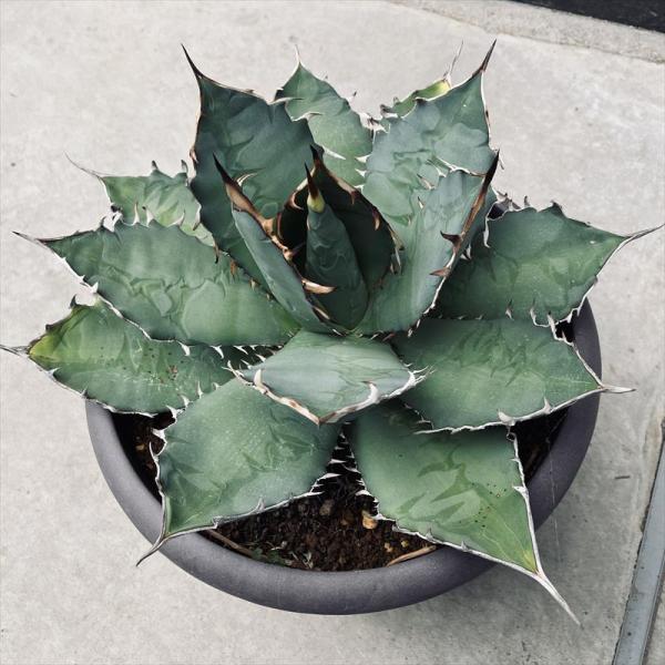 多肉植物：アガベ チタノタ*幅41cm 現品！一品限り : 遊恵盆栽 Yahoo