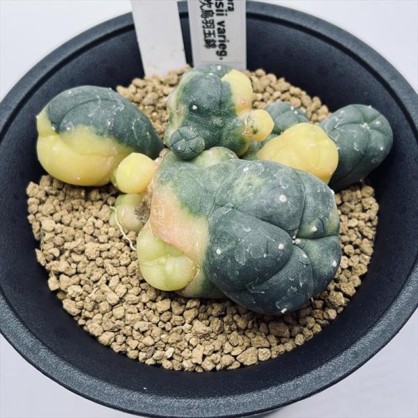 コピアポア 鳥羽玉 花籠 烏丸 カキコ計15株 コピアポア 鳥羽玉 花籠 烏丸 カキコ計15株 akebi_94419184-4efb