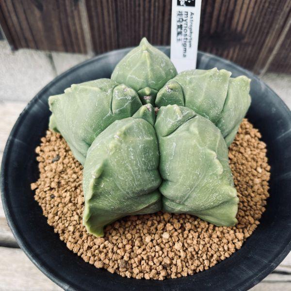 サボテン　成田丸稜碧瑠璃鸞鳳玉　実生　※鉢のまま発送 サボテン：碧瑠璃複隆鸞鳳玉（へきるりふくりゅうらんぽうぎょく）実生