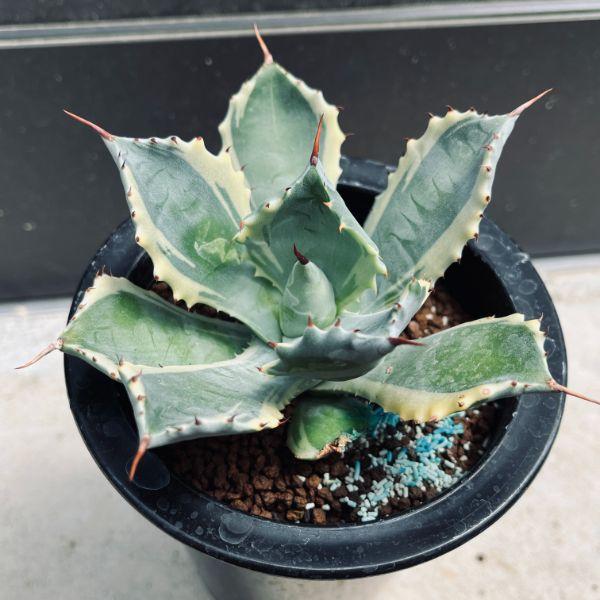 アガベ　大株　アトミックゴールド　雷帝錦 アガベ'雷帝錦ATOMICGOLD（アトミック・ゴールド）'の基本情報・育て方