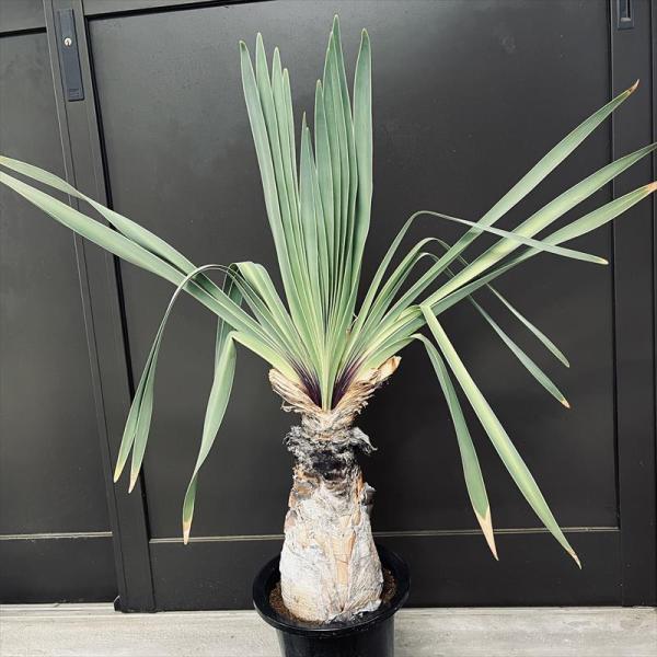 コーデックス：ブーファン ディスティカ*塊幅12cm 現品！一品