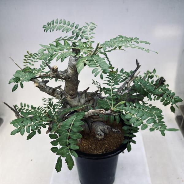 y-bonsai_s13513v y-bonsai_s13513v