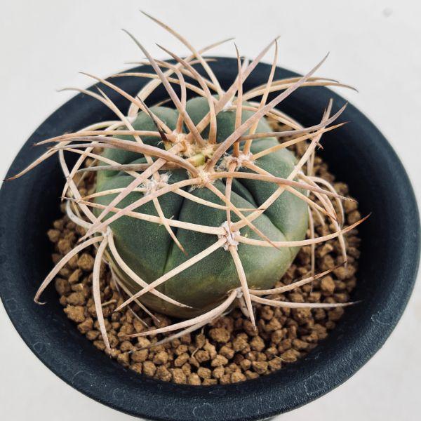 サボテン：ギムノカリキウム 光琳玉*M 幅4.5cm : 遊恵盆栽 Yahoo!店