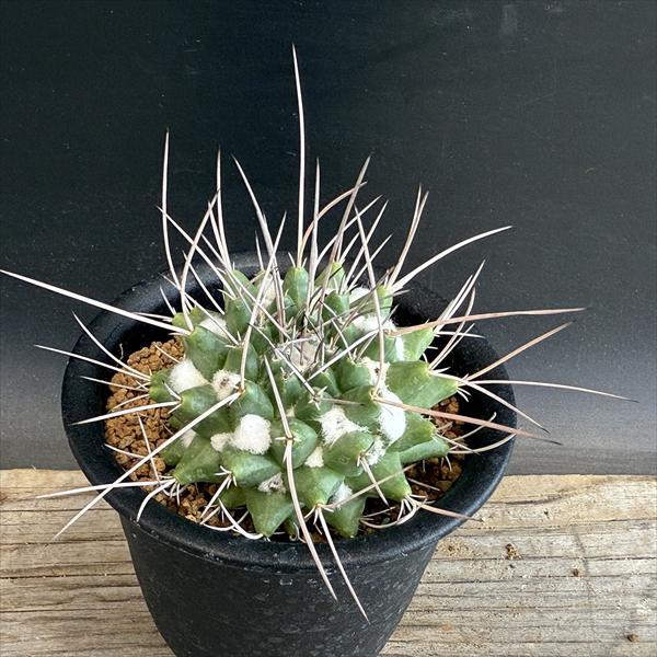 サボテン：マミラリア 金剛丸 実生*幅6cm : 遊恵盆栽 Yahoo!店