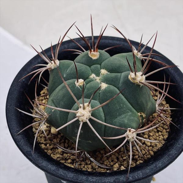 新天地疣班　ギムノカリキウム⭐︎サボテン サボテン：ギムノカリキウム 新天地*M 幅6cm : 遊恵盆栽 Yahoo!店