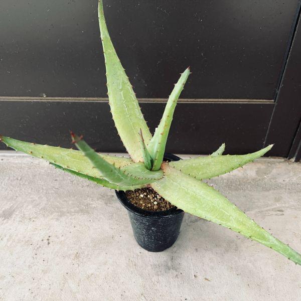 多肉植物：アロエ フェロックス*幅30cm : 遊恵盆栽 Yahoo!店 - 通販