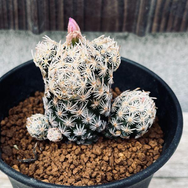 サボテン：エスコバリア ミニマ*幅6cm 現品！一品限り : 遊恵盆栽