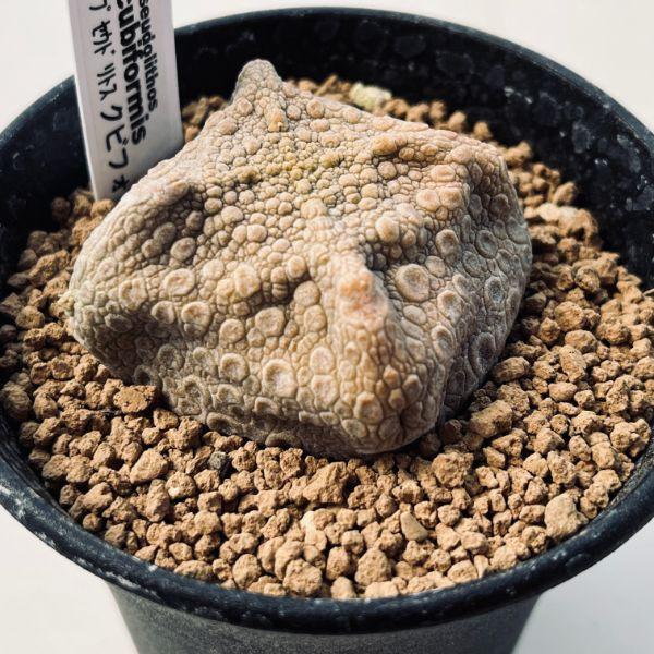 多肉植物：プセウドリトス クビフォルミス*幅5cm 現品！一品限り