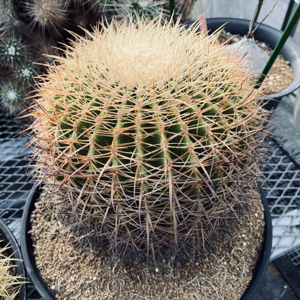 【引取り限定】 金鯱 サボテン 【樹高:約50cm】May09 引取り限定】 金鯱 サボテン 【樹高:約50cm】May09