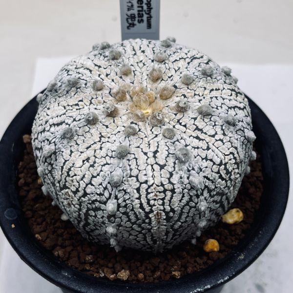 サボテン：アストロフィツム 兜丸*幅7.5cm 現品！一品限り