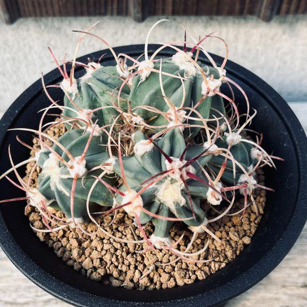 観葉植物 たまちゃん専用 編集エキノカクタス 2種セット サボテン